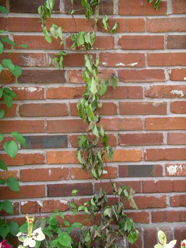 Clematis Wilt